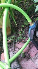 Thamnophis proximus proximus