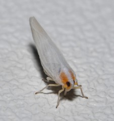 Neocenchrea heidemanni