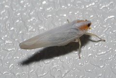 Neocenchrea heidemanni