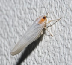 Neocenchrea heidemanni