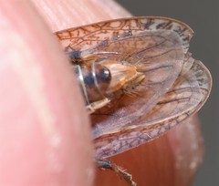 Texananus longipennis