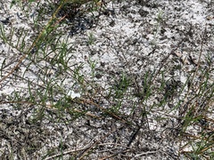 Stylisma pickeringii pickeringii