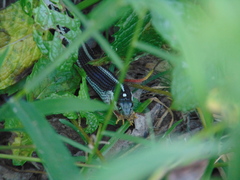 Thamnophis proximus proximus