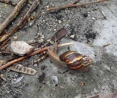 Lissachatina fulica