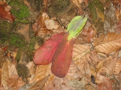 Dipterocarpaceae