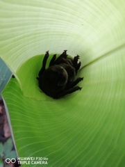 Thyroptera tricolor