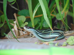 Thamnophis proximus proximus