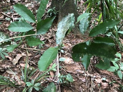 Iryanthera laevis