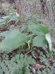 Pinellia tripartita