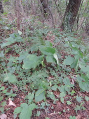 Pinellia tripartita
