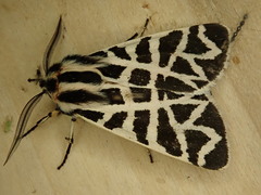 Apantesis nevadensis