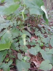 Pinellia tripartita