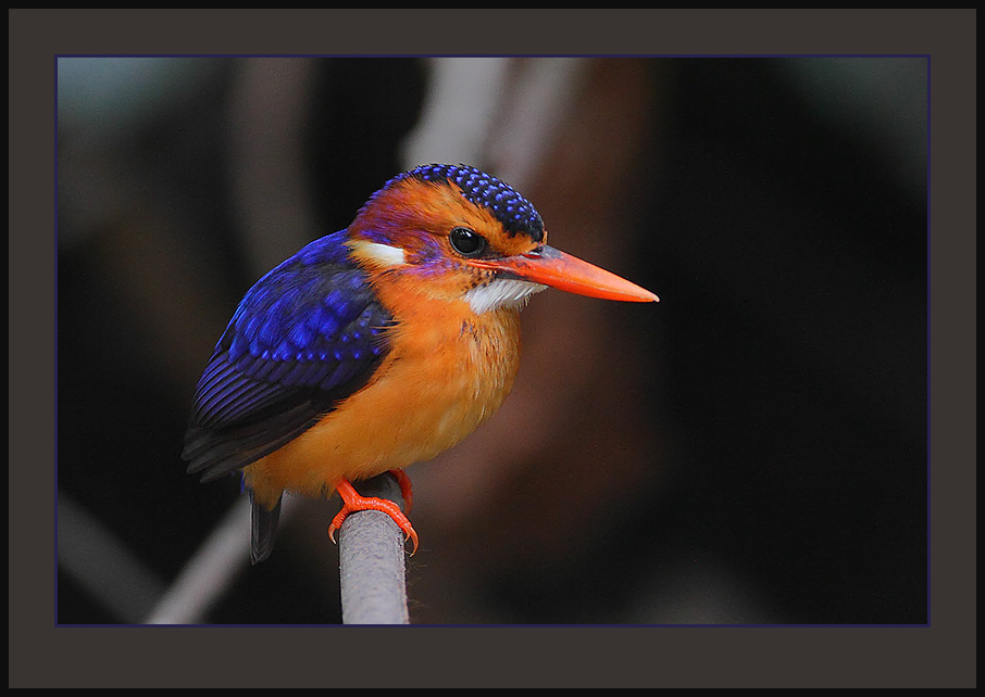 African Dwarf and Pygmy Kingfishers