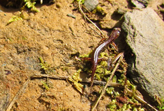 Desmognathus wrighti