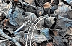 Pachydiplax longipennis