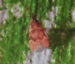 Aglossa electalis