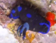 Tambja morosa