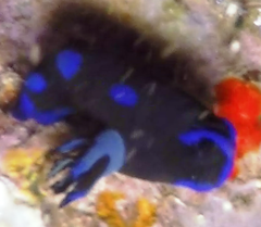 Tambja morosa