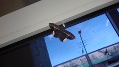 Hemeroblemma mexicana