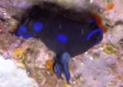 Tambja morosa