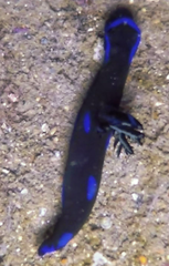 Tambja morosa
