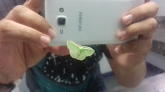 Synchlora irregularia