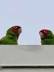 Psittacara erythrogenys