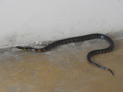 Erythrolamprus epinephalus pseudocobella