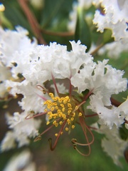 Lagerstroemia subcostata