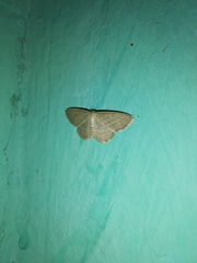 Scopula virgulata