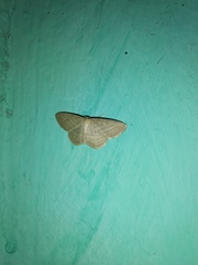 Scopula virgulata