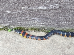 Erythrolamprus epinephalus pseudocobella