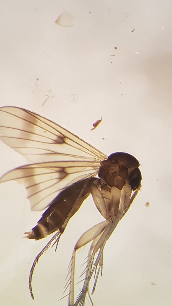 Mycetophila vulgaris