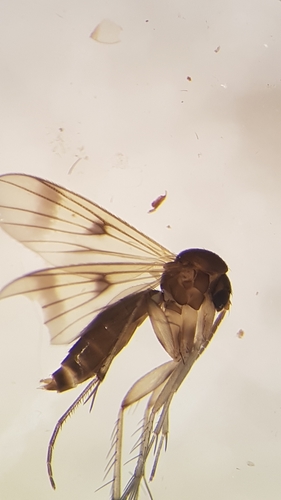 Mycetophila vulgaris