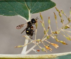 Ectemnius stirpicola