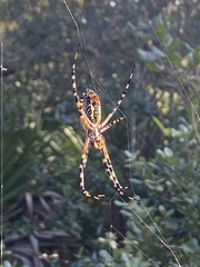 Argiope aurantia image