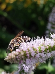 Halictus