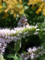 Halictus