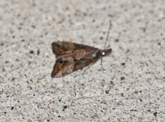 Hypena scabra