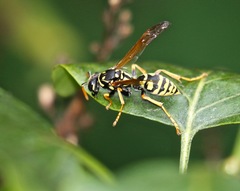 Polistes dominula