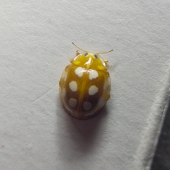 Halyzia sedecimguttata