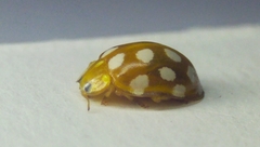 Halyzia sedecimguttata