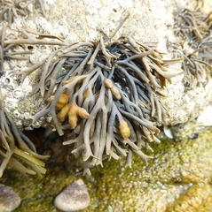 Pelvetia canaliculata