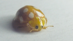 Halyzia sedecimguttata