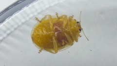 Halyzia sedecimguttata