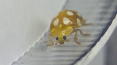 Halyzia sedecimguttata