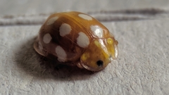 Halyzia sedecimguttata