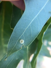 Neuroterus umbilicatus