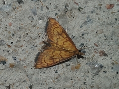 Ecpyrrhorrhoe rubiginalis