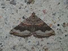 Scotopteryx coelinaria